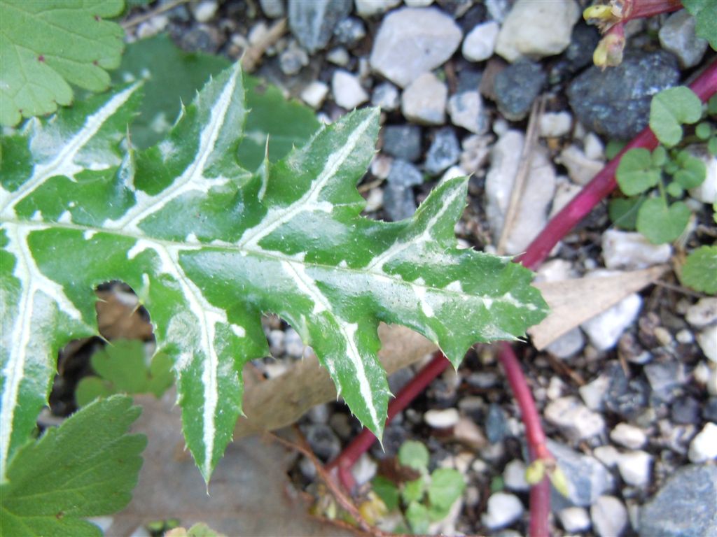 Pianta spinosa - cfr. Galactites tomentosus
